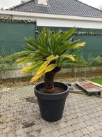Cysas Revoluta, Tuin en Terras, Planten | Tuinplanten, Ophalen
