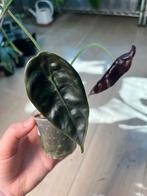 Alocasia Sedenii, Ophalen of Verzenden