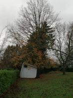 Chêne à abattre, Jardin & Terrasse, Bois de chauffage, 3 à 6 m³, Enlèvement, Chêne