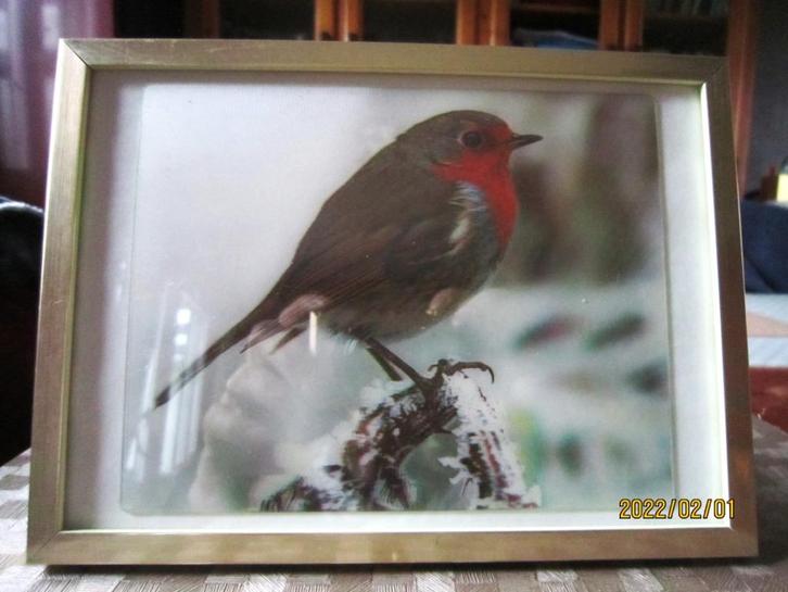 Cadre "rouge-gorge" en 3 dimensions, Maison & Meubles, Accessoires pour la Maison | Cadres, Utilisé, Moins de 50 cm, Moins de 50 cm