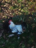 Coq marans froment argenté, Animaux & Accessoires, Volatiles