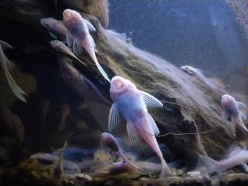 Snow white short met longfin gen. 5 volwassen kweekgroep met beschikbaar voor biedingen