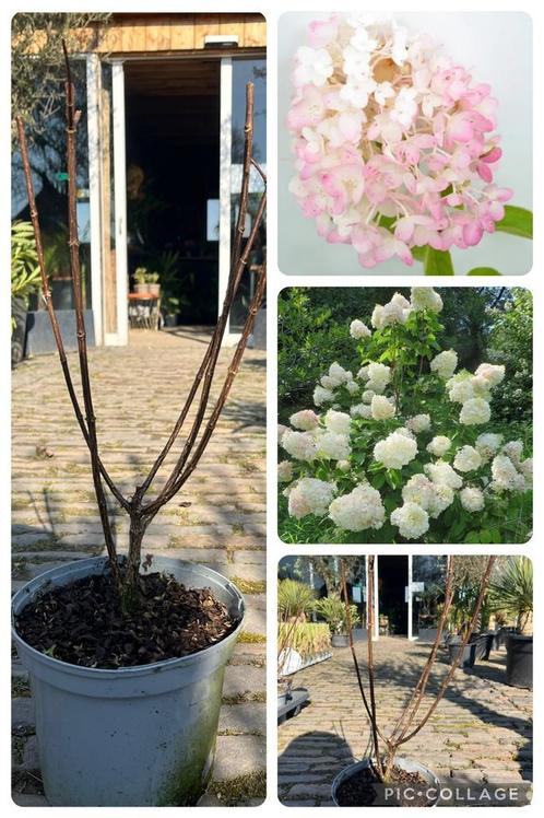 Hydrangea pan. 'Silver Dollar' - Pluimhortensia 50/60 cm, Tuin en Terras, Planten | Tuinplanten, Winter, Ophalen