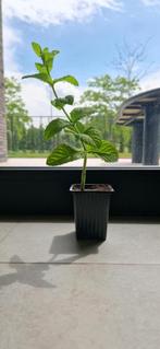 Mentha villosa ‘Mojito’, Ophalen, Volle zon, Vaste plant, Kruiden