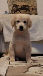 Golden retriever pups reuke groeit op in huis ouders getest, Dieren en Toebehoren, België, Fokker | Hobbymatig, Reu, 8 tot 15 weken