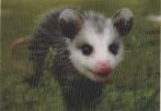JONGE  OPOSSUM  -  Speciaal Effect, Verzamelen, Postkaarten | Dieren, Verzenden, Ongelopen, Wild dier