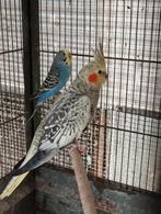 4 valkparkieten, Dieren en Toebehoren
