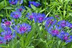 7 x  centaura mont. coerulea in pot  ,vaste plant, Tuin en Terras, Ophalen, Vaste plant