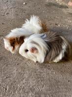 2 langharige cavia beren, Dieren en Toebehoren, April, Mannelijk, Cavia