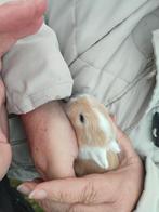 7 Babykonijntjes, Dieren en Toebehoren, Geslacht onbekend, Overige typen, Tam, Oktober