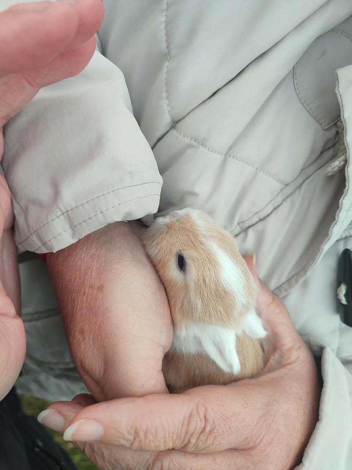 7 Babykonijntjes, Dieren en Toebehoren, Knaagdieren, Geslacht onbekend, Overige typen, Oktober, Tam