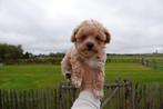 Prachtige Maltipoo pups (maltezer x toy poedel), Dieren en Toebehoren, CDV (hondenziekte), Meerdere, 8 tot 15 weken, Meerdere dieren