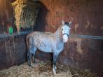 Welsh sectie B pony, Minder dan 160 cm, Gechipt, Ruin, 0 tot 2 jaar