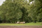 Pension voor merrie of ruin, Dieren en Toebehoren, Weidegang, 1 paard of pony