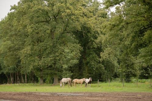 Pension voor merrie of ruin, Dieren en Toebehoren, Stalling en Weidegang, Weidegang, 1 paard of pony