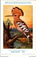 Hop – Nº 55 – Antique Belgian Museum History Print, Envoi, Non affranchie, Oiseaux