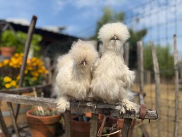 USA Zijdehoen hennen, Femelle, Poule ou poulet
