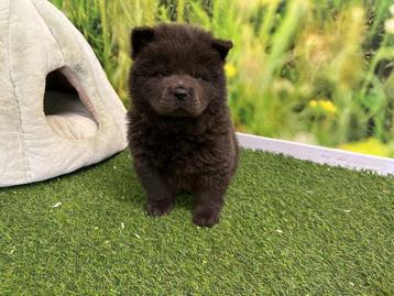 Chow Chow pups