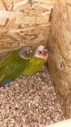 Couple conure molina, Ophalen