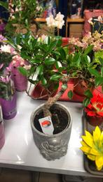 Taxe sur les bonsaïs, Jardin & Terrasse, Plantes | Arbres, Enlèvement ou Envoi