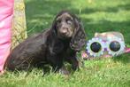 Engelse cocker spaniel pups particulier geboren in Belgie, België, 8 tot 15 weken, Meerdere, Meerdere dieren