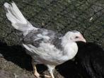 leghorns exchequer blauw bont, Kip, Meerdere dieren