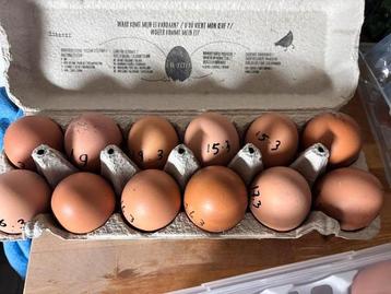 Verse schaal eieren beschikbaar voor biedingen