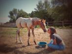 Appaloosa veulen, 0 tot 2 jaar, Hengst, Onbeleerd, Westernpaard