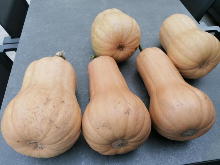 Eieren en pompoenen butternut, Tuin en Terras, Overige Tuin en Terras, Ophalen of Verzenden