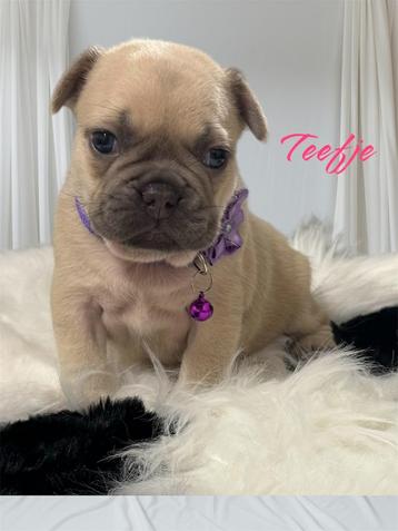 Blue Fawn Franse bulldog pups teefjes 