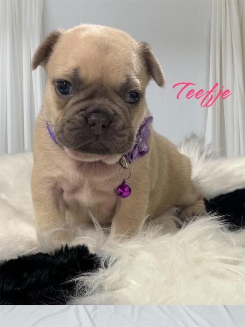 Blue Fawn Franse bulldog pups teefjes, Animaux & Accessoires, Chiens | Bouledogues, Pinschers & Molossoïdes, Chienne, Bouledogue