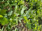 eik boom 25 cm groot, Tuin en Terras, Planten | Tuinplanten, Ophalen of Verzenden