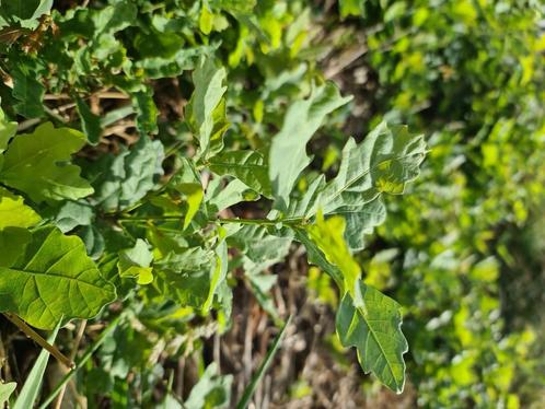 eik boom 25 cm groot, Tuin en Terras, Planten | Tuinplanten, Ophalen of Verzenden