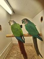 pyrrhura, Dieren en Toebehoren