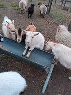 Camel bont mieke met belletjes ., Dieren en Toebehoren, Vrouwelijk, Geit, 0 tot 2 jaar