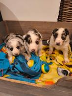 Lieve Border Collie pups, Dieren en Toebehoren, Parvo, België, Fokker | Hobbymatig, 8 tot 15 weken
