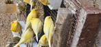 Geel kanaries te koop, Dieren en Toebehoren, Vogels | Kanaries, Meerdere dieren, Kleurkanarie