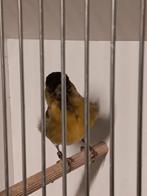 Kruising sijs x zwartkopsijs