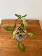 Syngonium Orm Nagpum Variegata, Huis en Inrichting, Kamerplanten, Ophalen of Verzenden