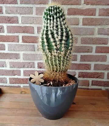Mooie grote cactus  beschikbaar voor biedingen