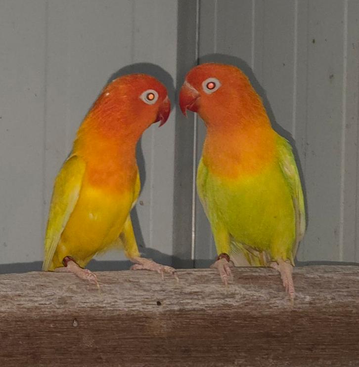 Laatste 6 mans fischeri pale fallow in combi  '24, Dieren en Toebehoren, Vogels | Parkieten en Papegaaien