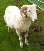 bélier à moutons 50 kg., Animaux & Accessoires, Moutons, Chèvres & Cochons