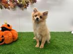 Dwergkeeshond Puberpup, Dieren en Toebehoren, Honden | Poolhonden, Keeshonden en Oertypen, België, Keeshond, 15 weken tot 1 jaar