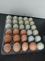 Broedeieren cream legbar, Dieren en Toebehoren, Vrouwelijk, Kip