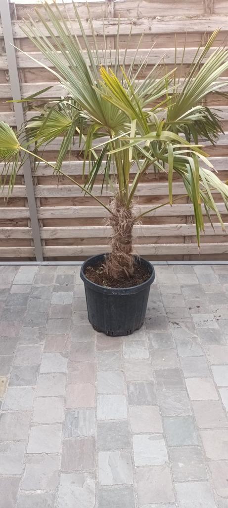 Palmbomen aan stuntprijzen!, Tuin en Terras, Planten | Bomen, Olijfboom, Ophalen of Verzenden