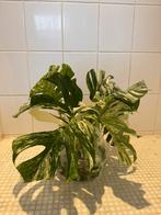 Monstera variegata stekken, Huis en Inrichting, Ophalen