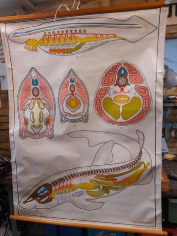 Vintage linnen schoolkaart schooldoek vissen, Antiek en Kunst, Ophalen of Verzenden