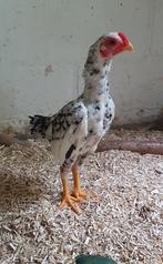 ko shamo haan kleinste soort, Dieren en Toebehoren, Pluimvee