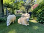 Texel schapen, 3 stuks tuin, boerderij, gazon, Ophalen, Nieuw, Kunststof, Dierenbeeld