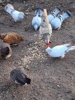 Sebright krielkippen, Dieren en Toebehoren